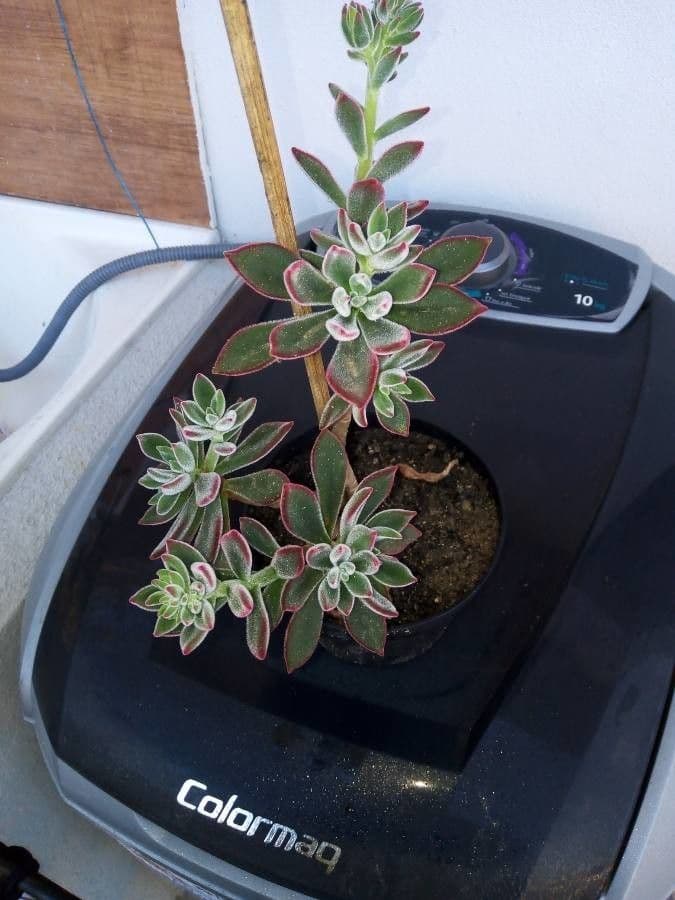 Echeveria 5