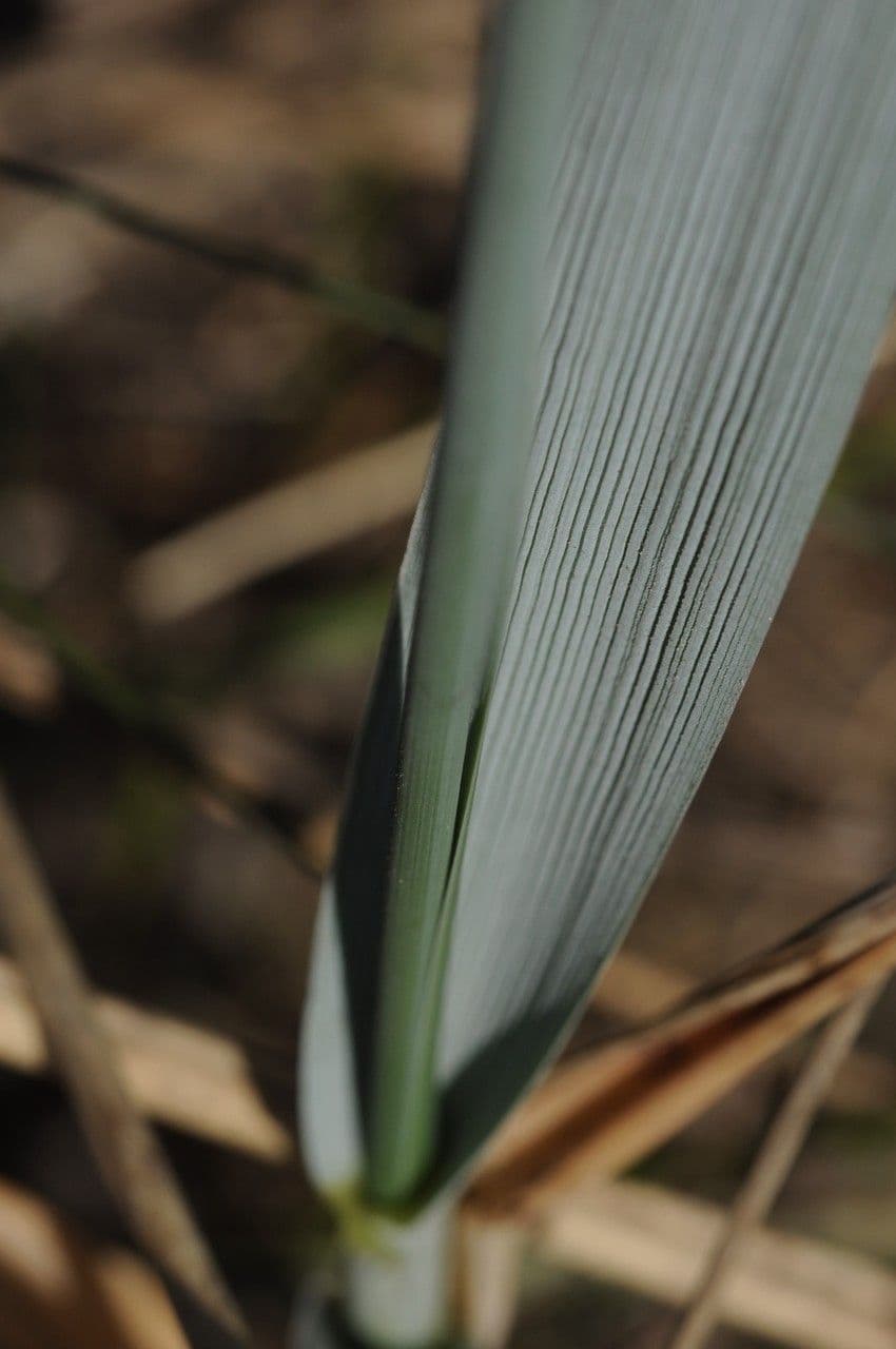 Elimo sabbioso 25