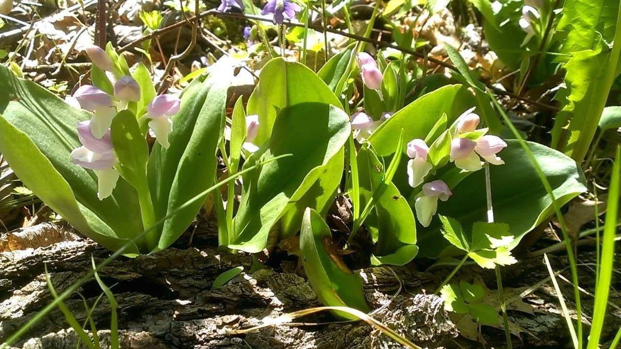 Galearis spectabilis 10