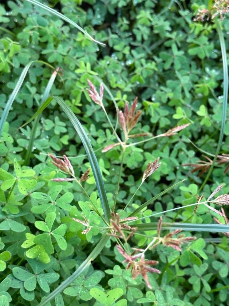 Rundes Zypergras 6