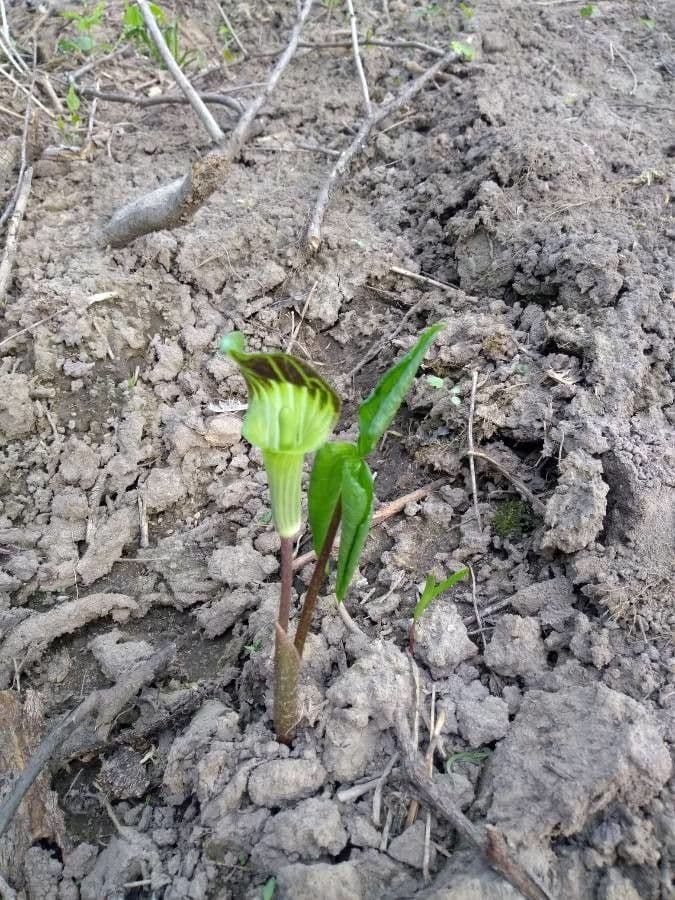 Arisema trójlistna 17