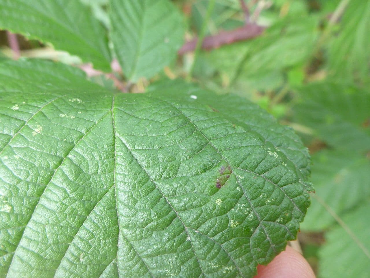 Rubus rudis 10