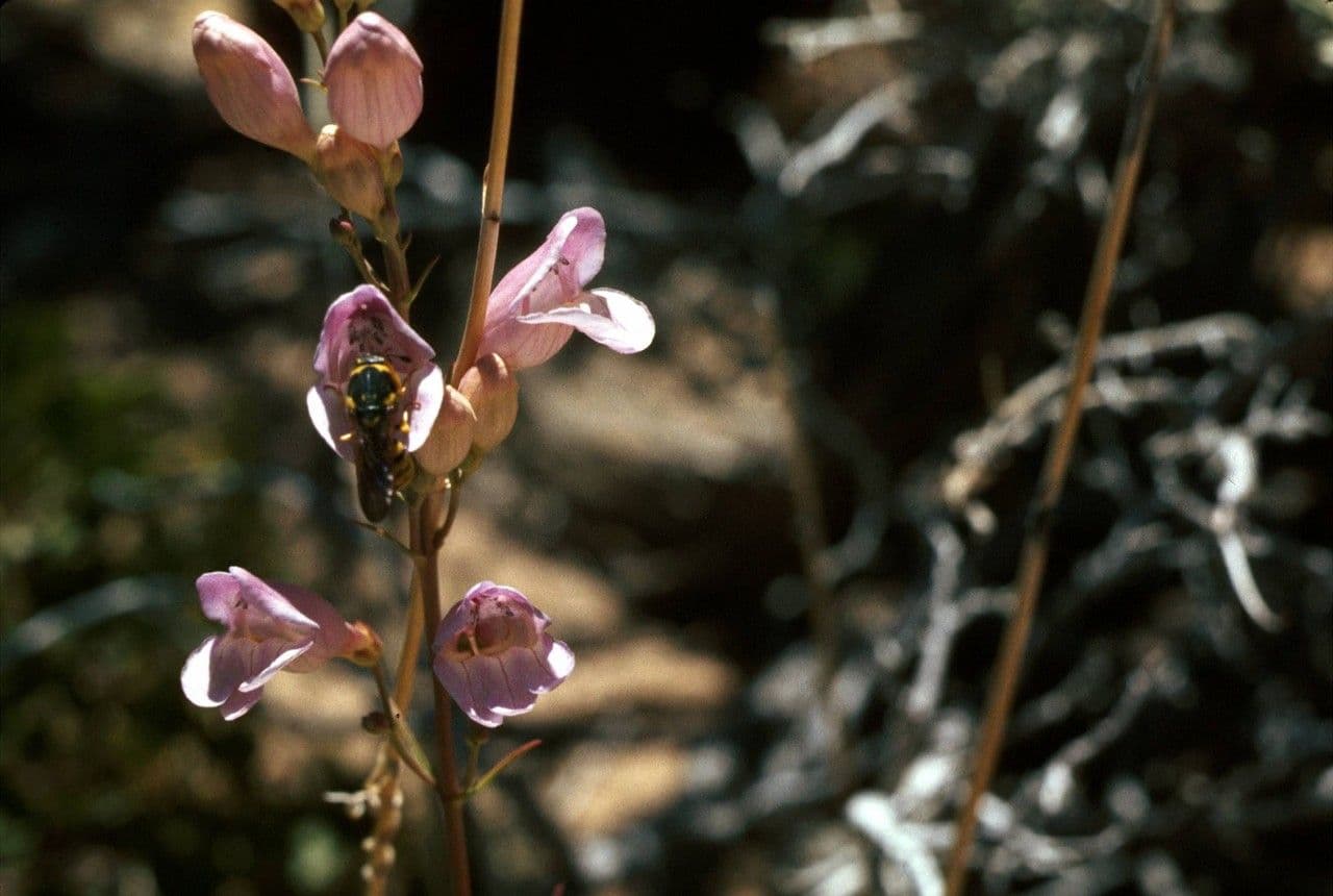 Penstemon hladký 10