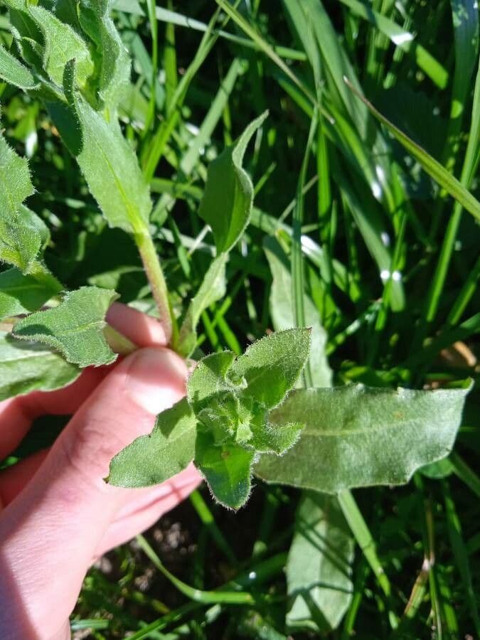Acker-Ringelblume 17