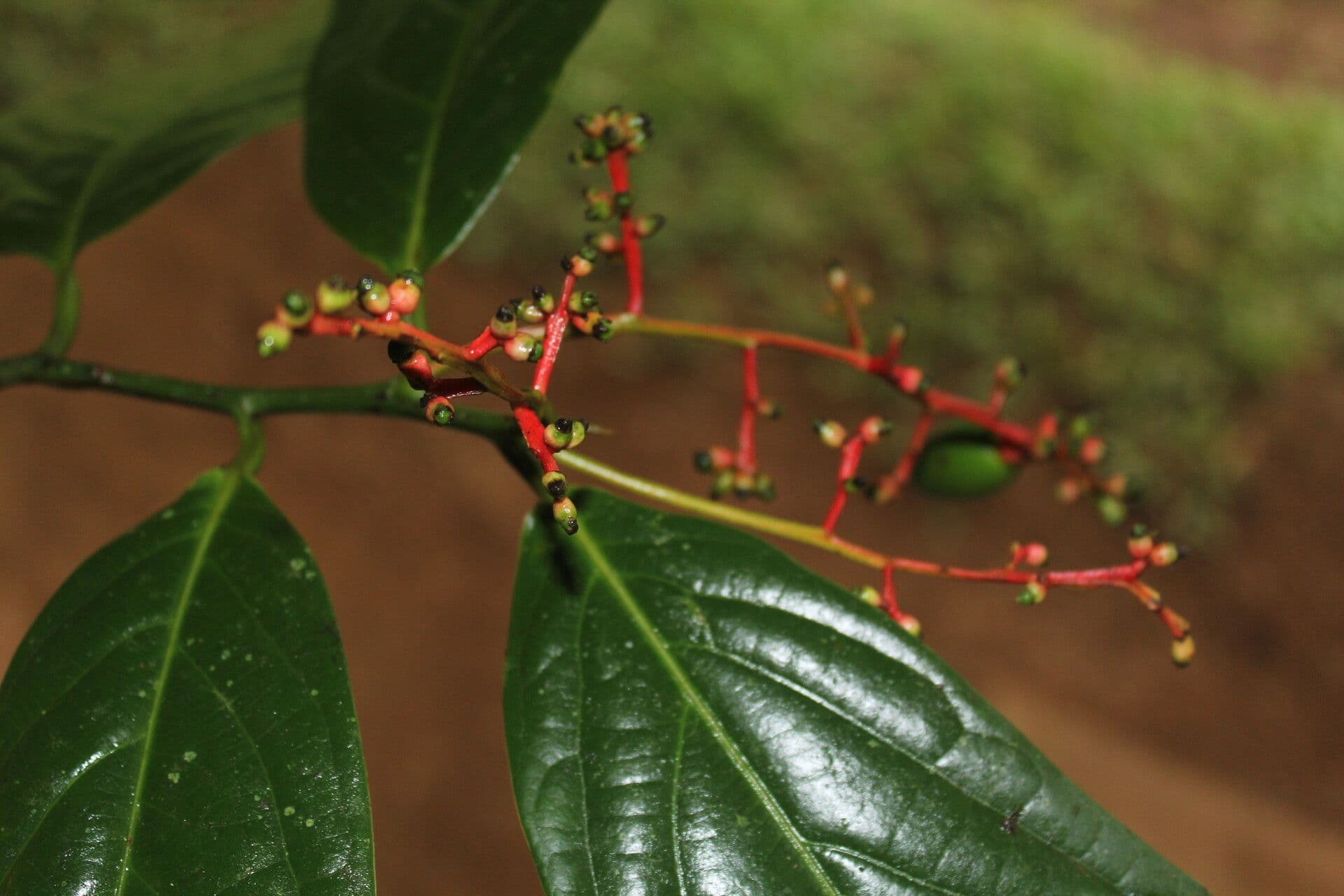 Ocotea atirrensis 7