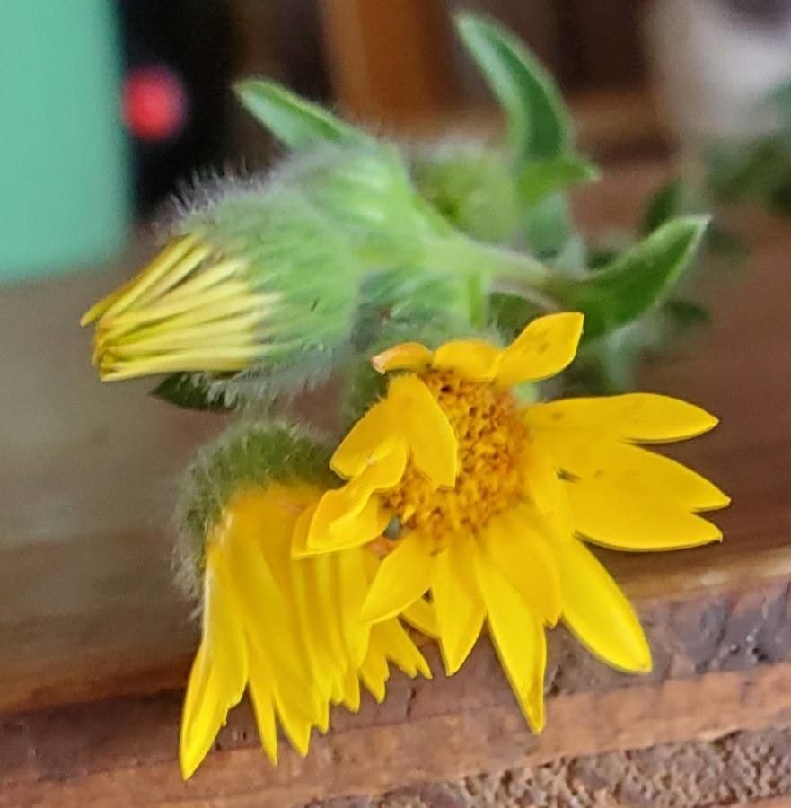 Heterotheca villosa 7