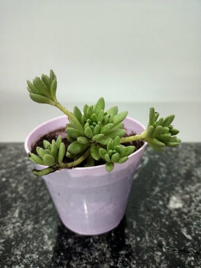 Sedum 22