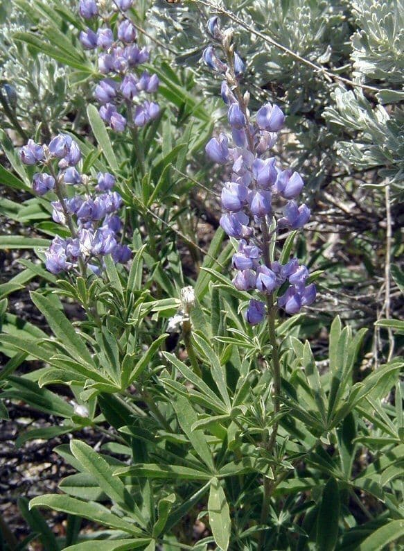 Silbriger Lupine 7