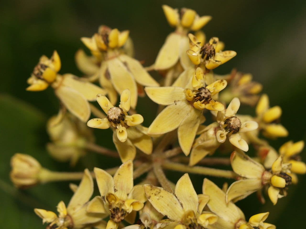 Asclepias lanuginosa
