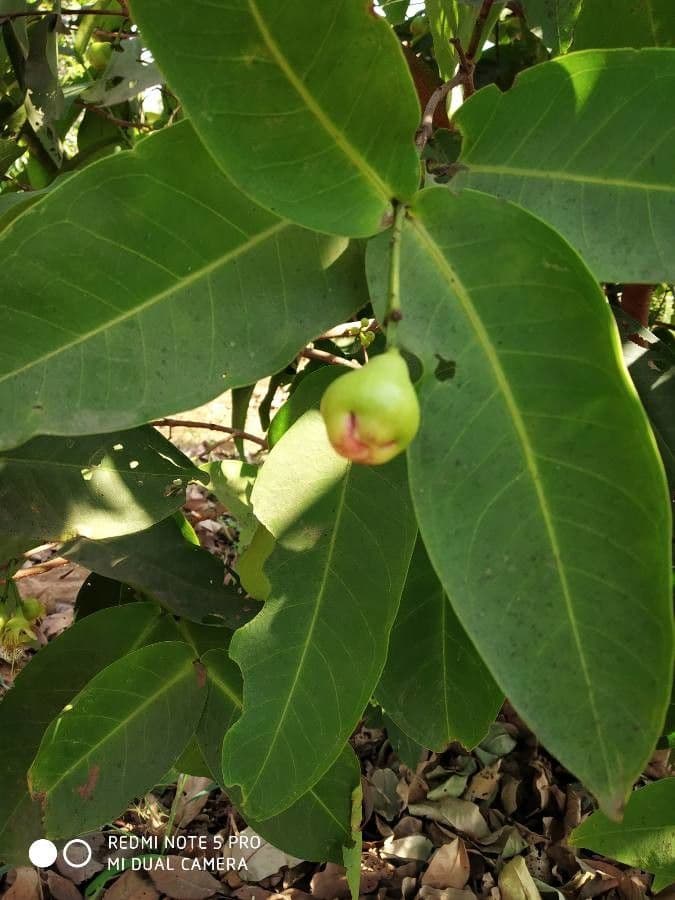 Pommier de Java 19