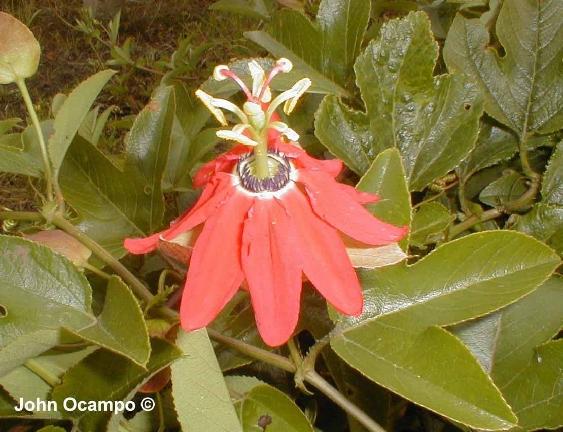 Pasiflora roja 11