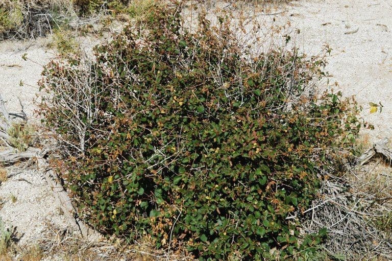 Acalifa californiana 7