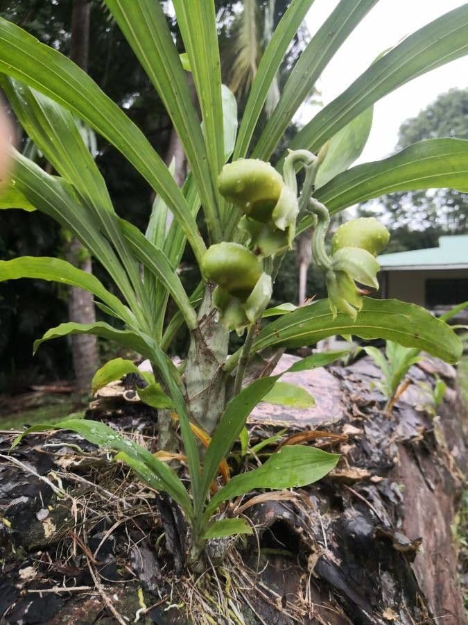 Catasetum maculato 15