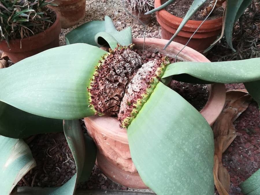 Welwitschia 15