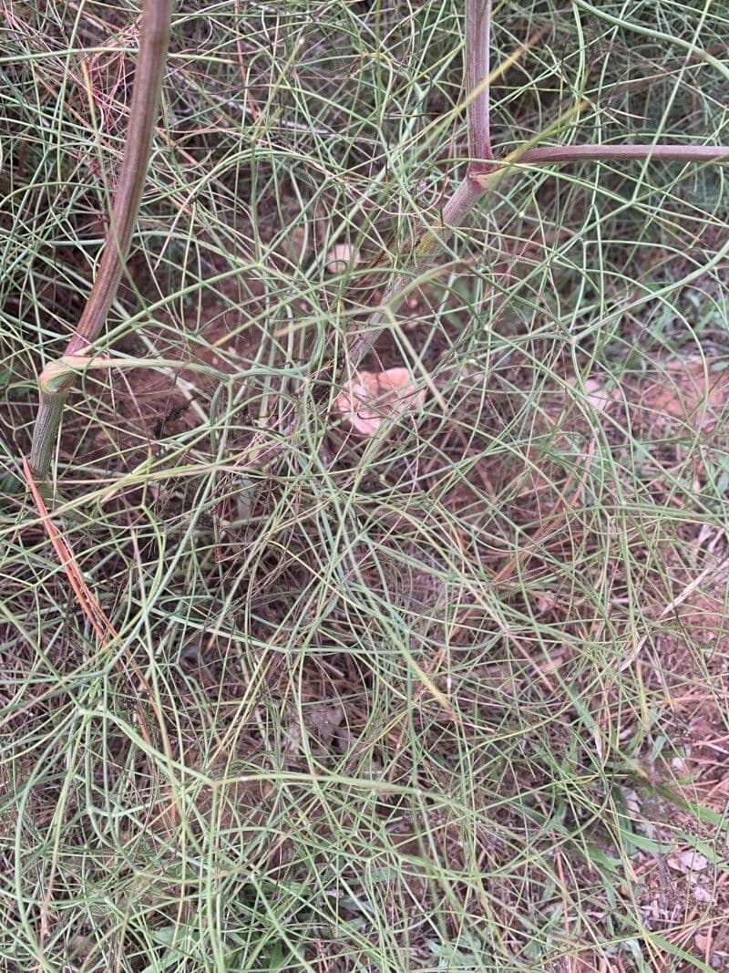 Peucedano 19