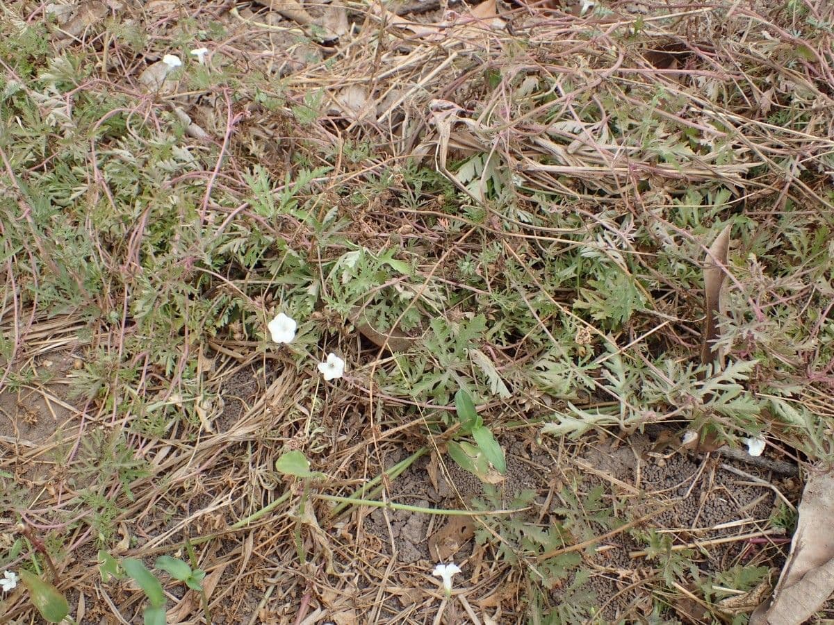 Ipomoea coptica 3