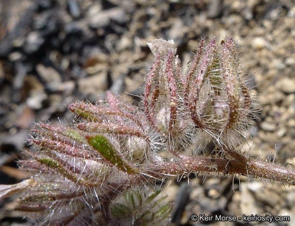 Fascelia 2