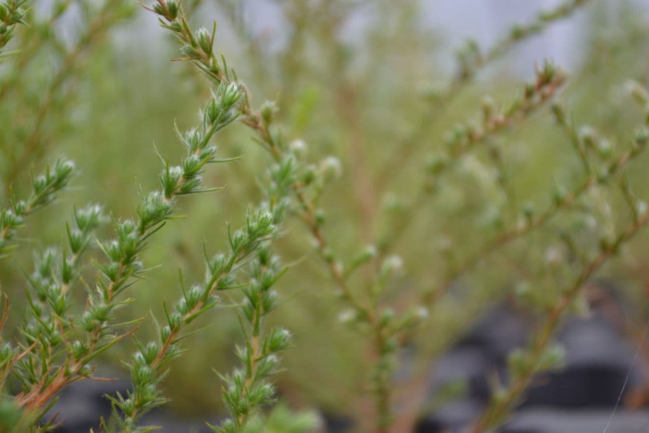 Hudsonia 3