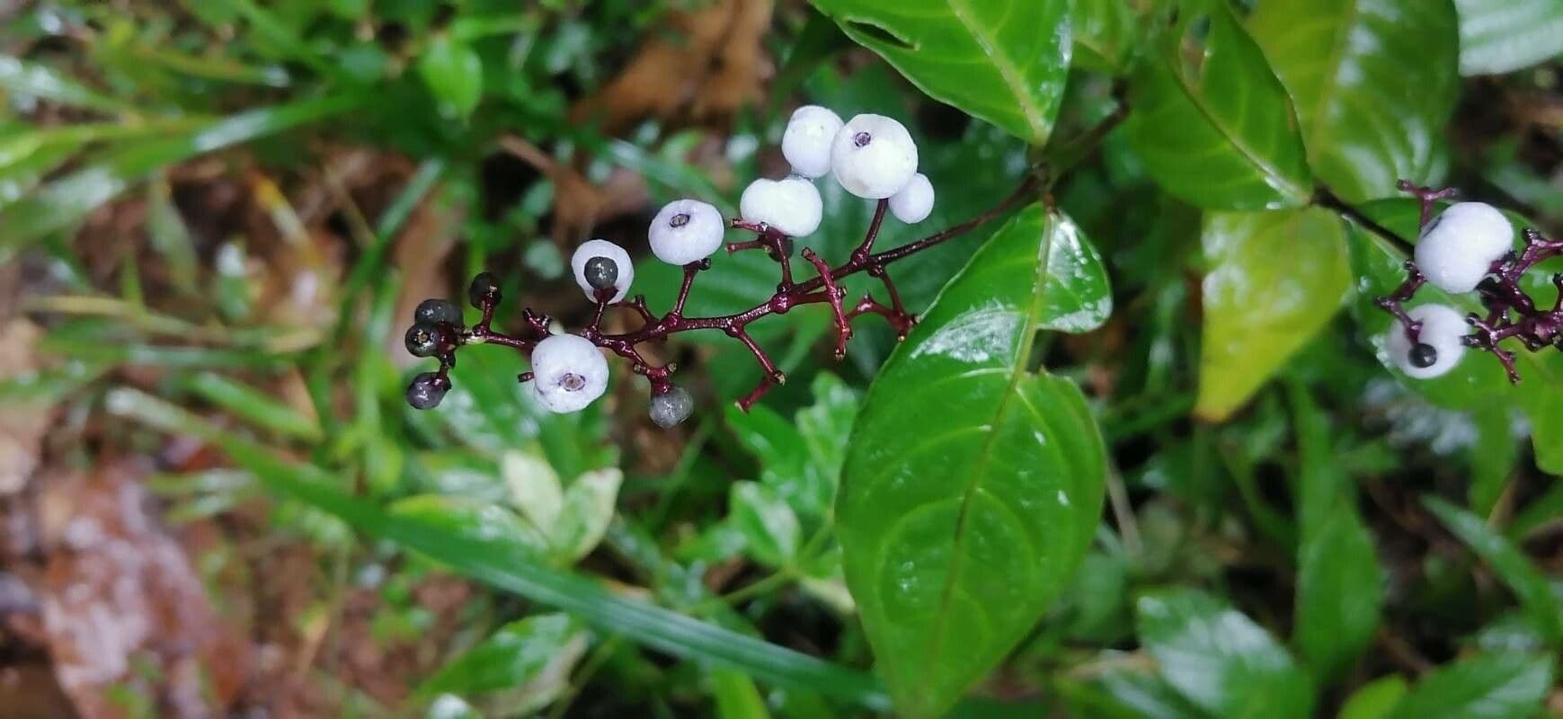Palicourea deflexa 2
