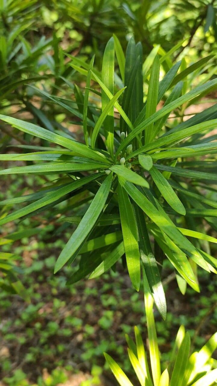Podocarpus 4