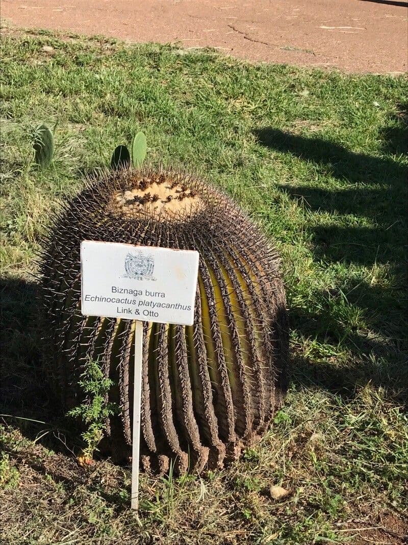 Echinocactus 8