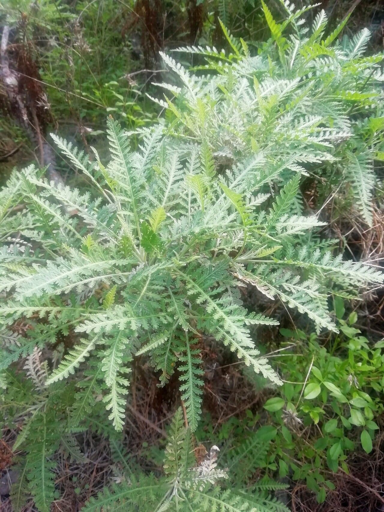 Kanaren-Aster 5
