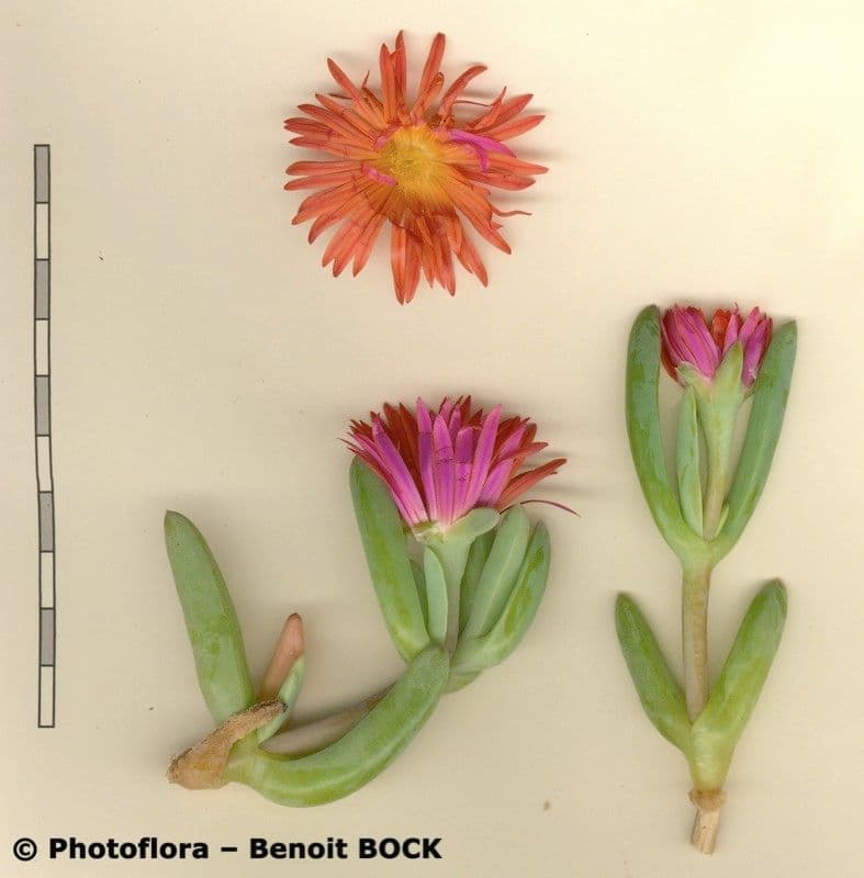 Carpobrotus 15
