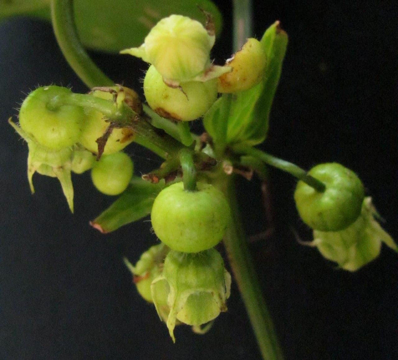 Cayaponia 2