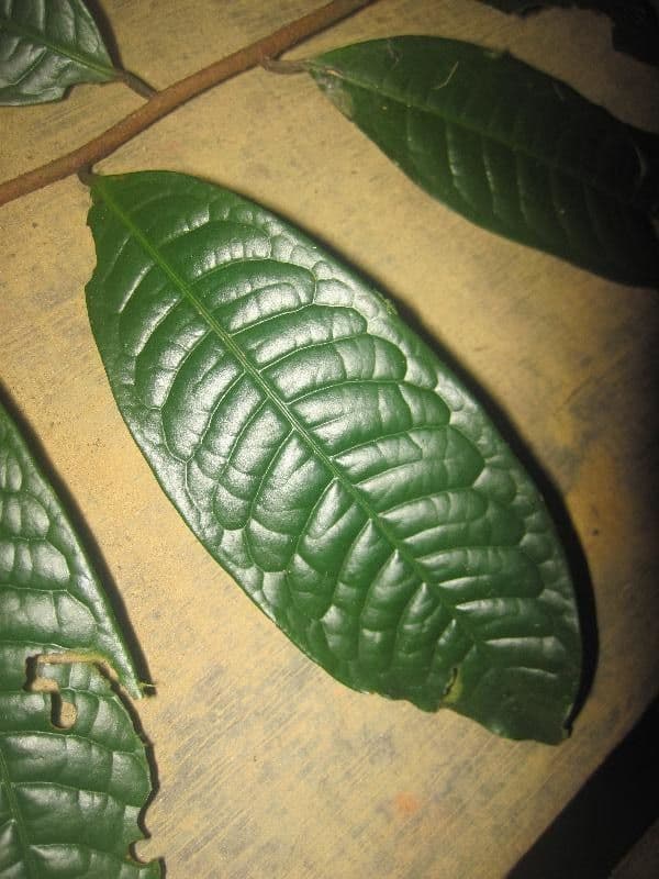 Iryanthera 6
