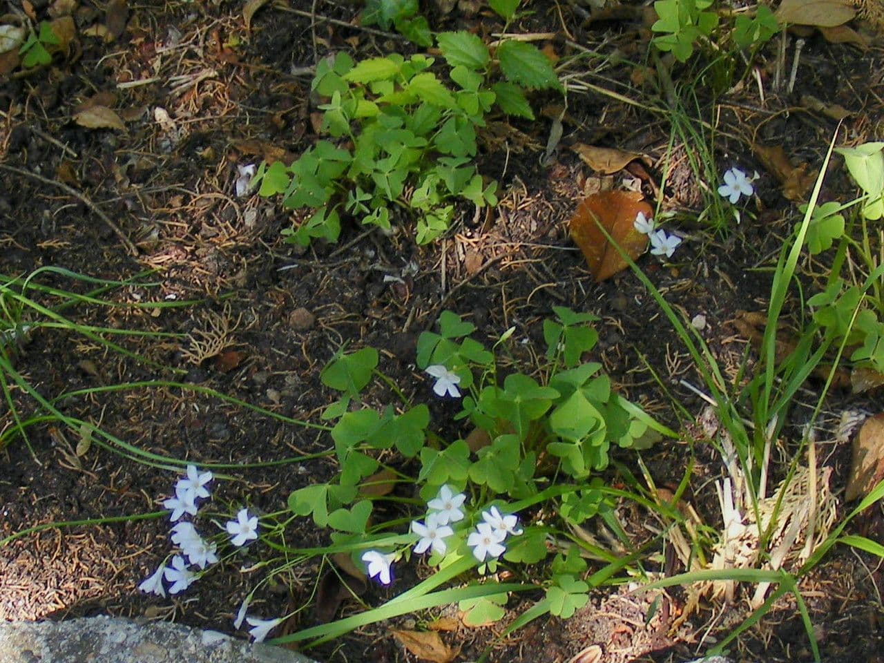 Acetosa debilis 7