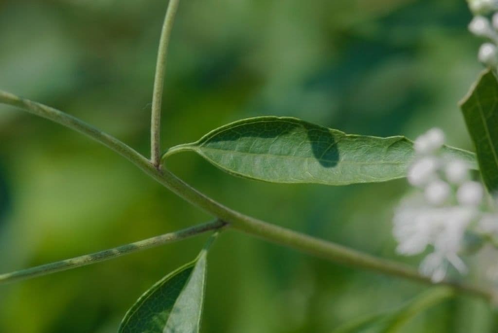 Brickellia eupatorioides 14