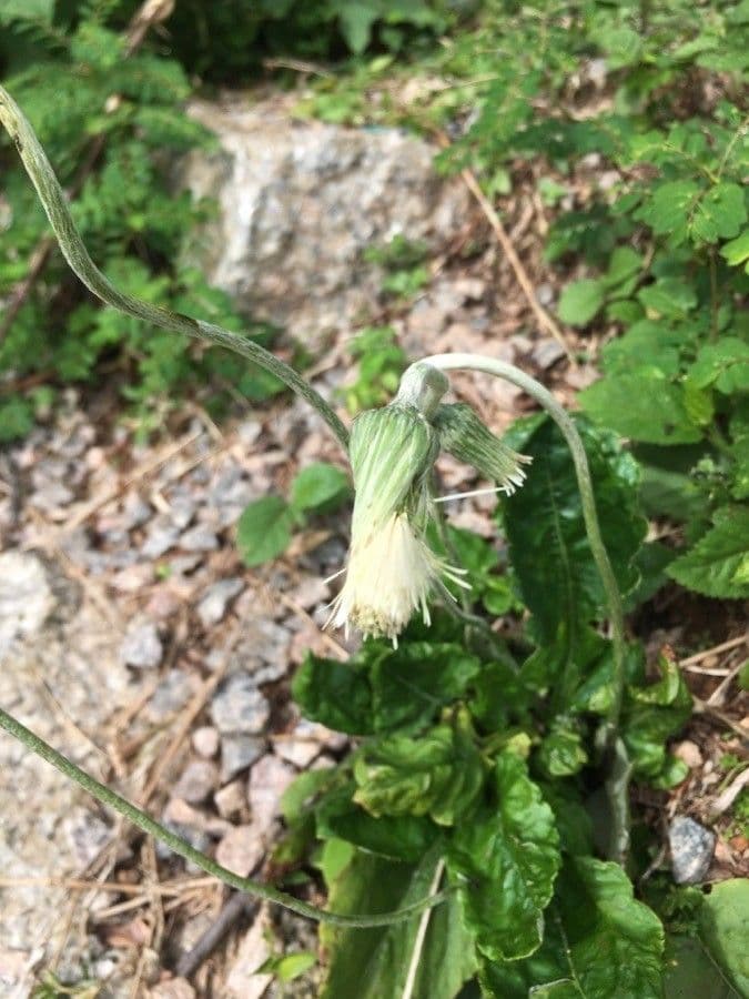 Chaptalia texana 4