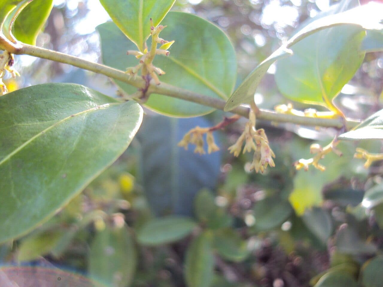Chiococca alba 8