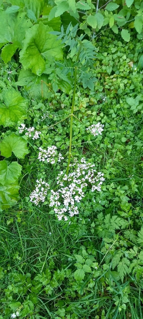 Valeriana comune 15