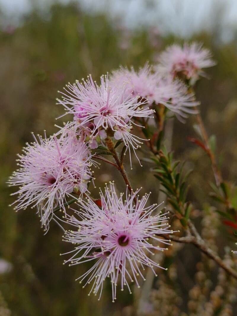 Kunzea 3