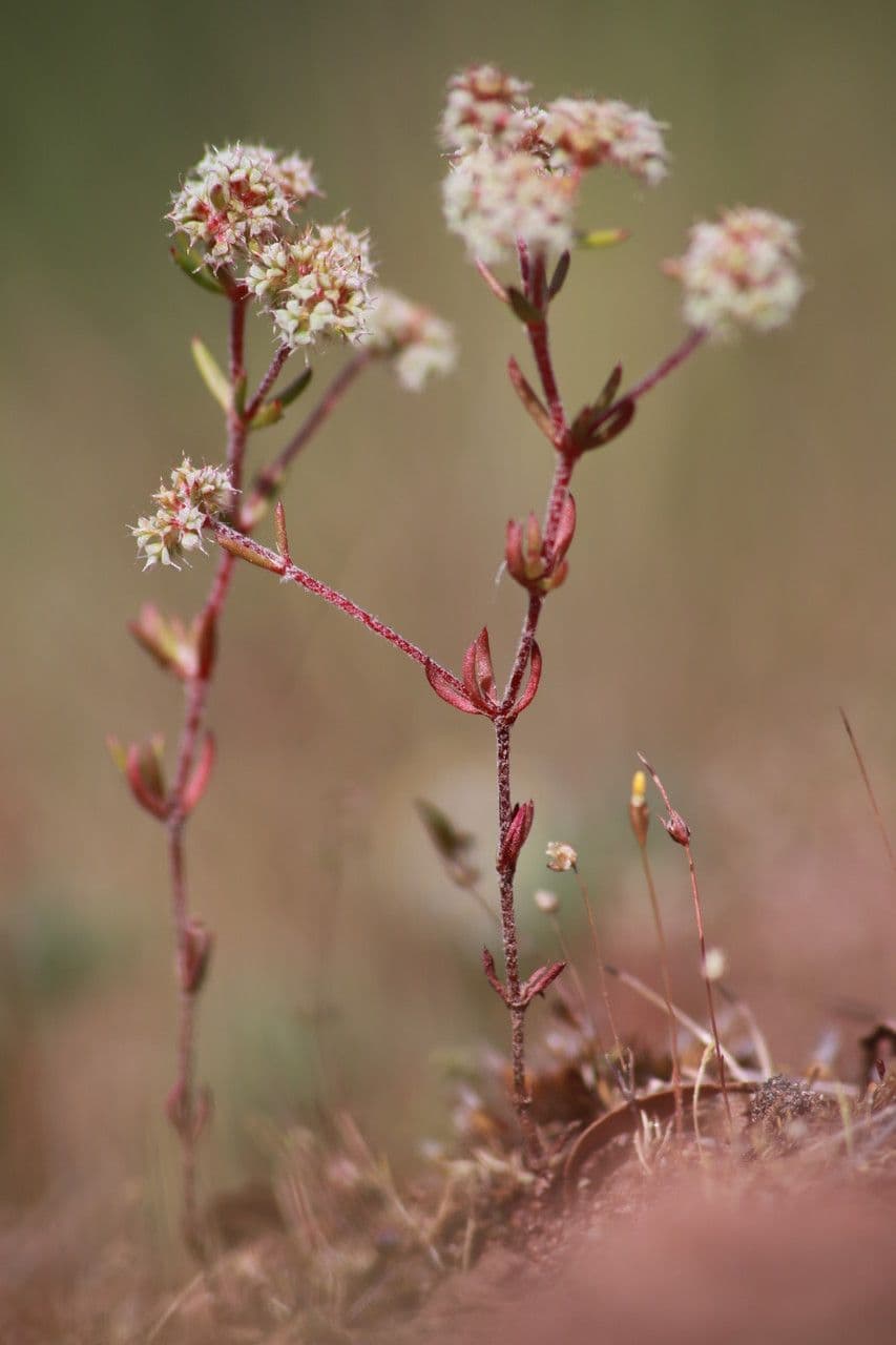 Chaetonychia 10