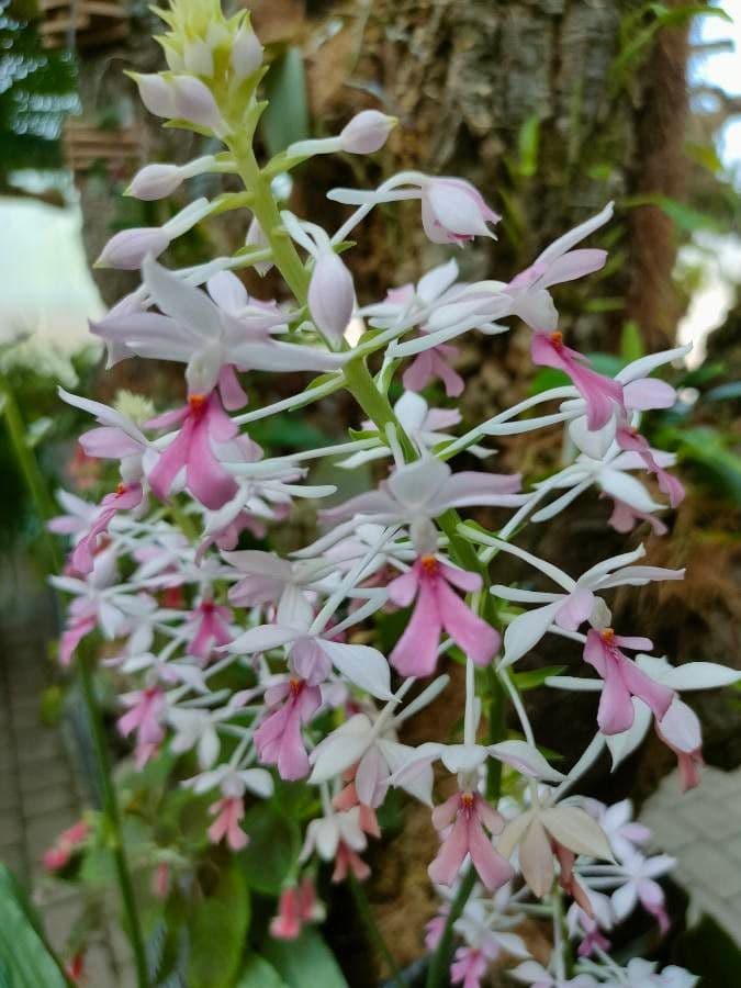 Calanthe
