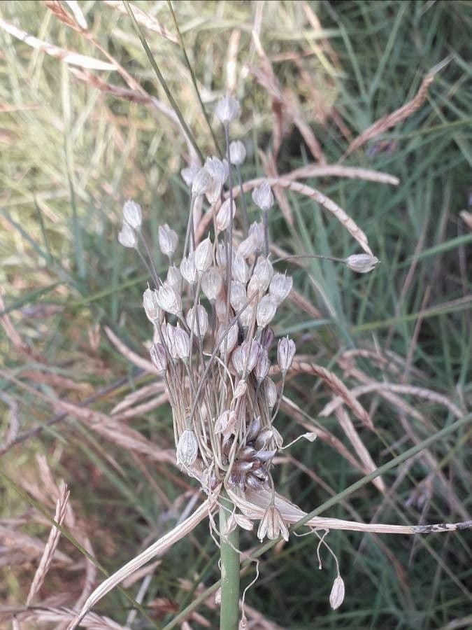Aglio paniculato 5