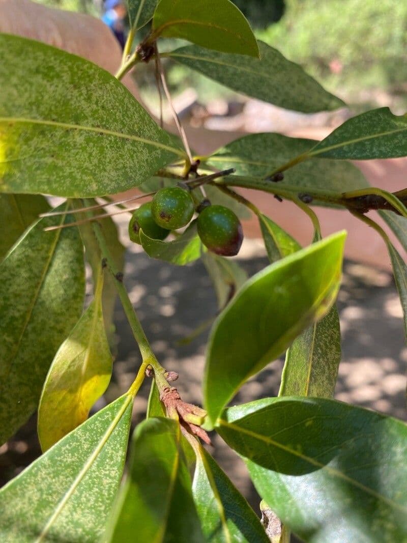 Azorischer Lorbeer 2