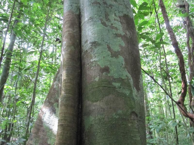 Chrysophyllum 7
