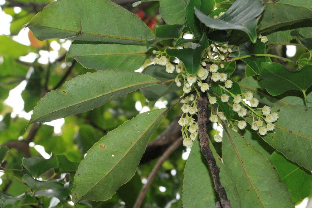 Elaeocarpus