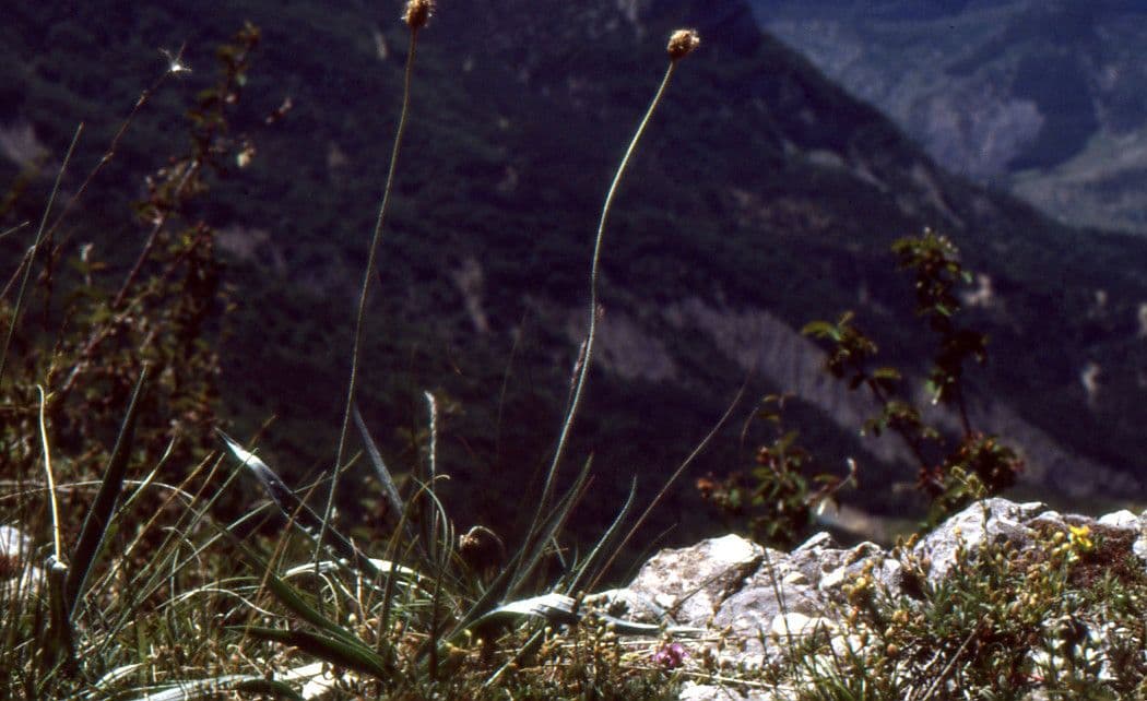 Piantaggine 12