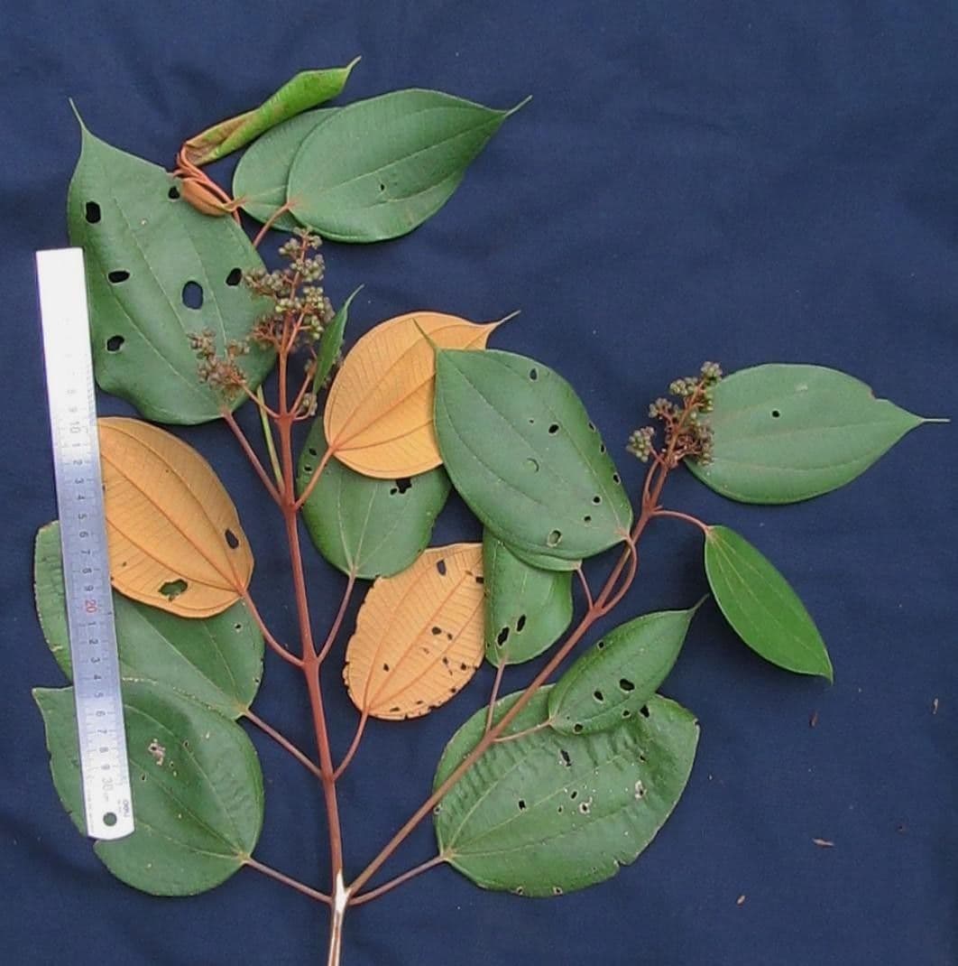 Miconia 6