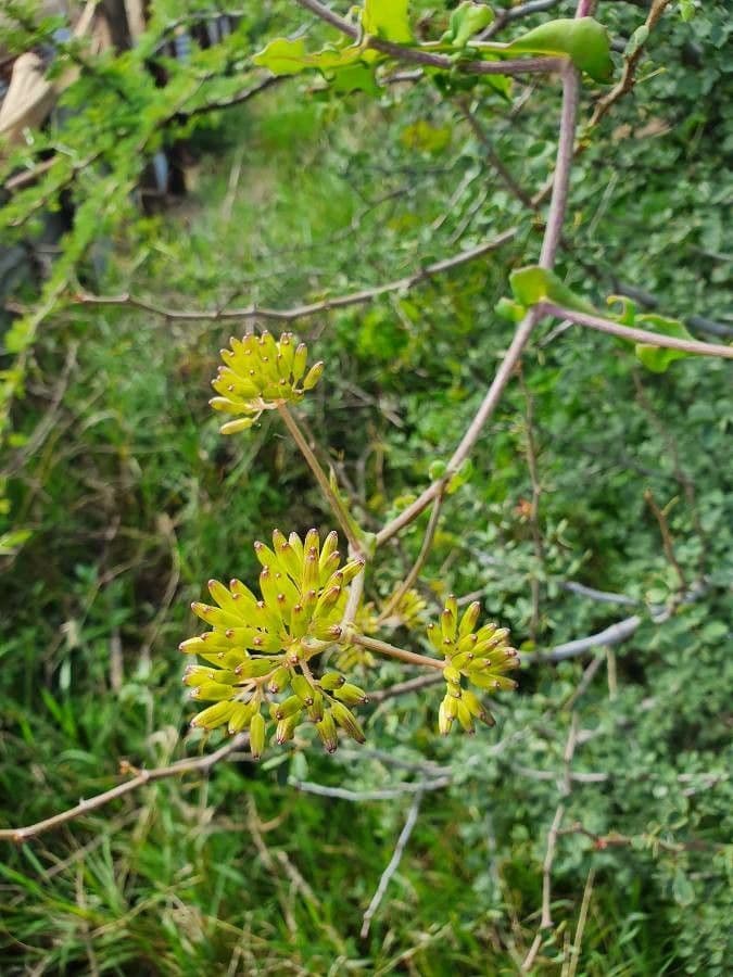 Afrikanische Gänseblümchen 2