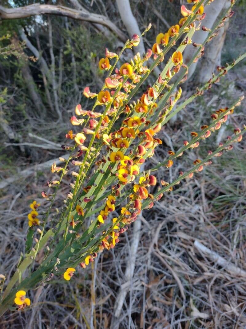 Bossiaea scolopendria 3