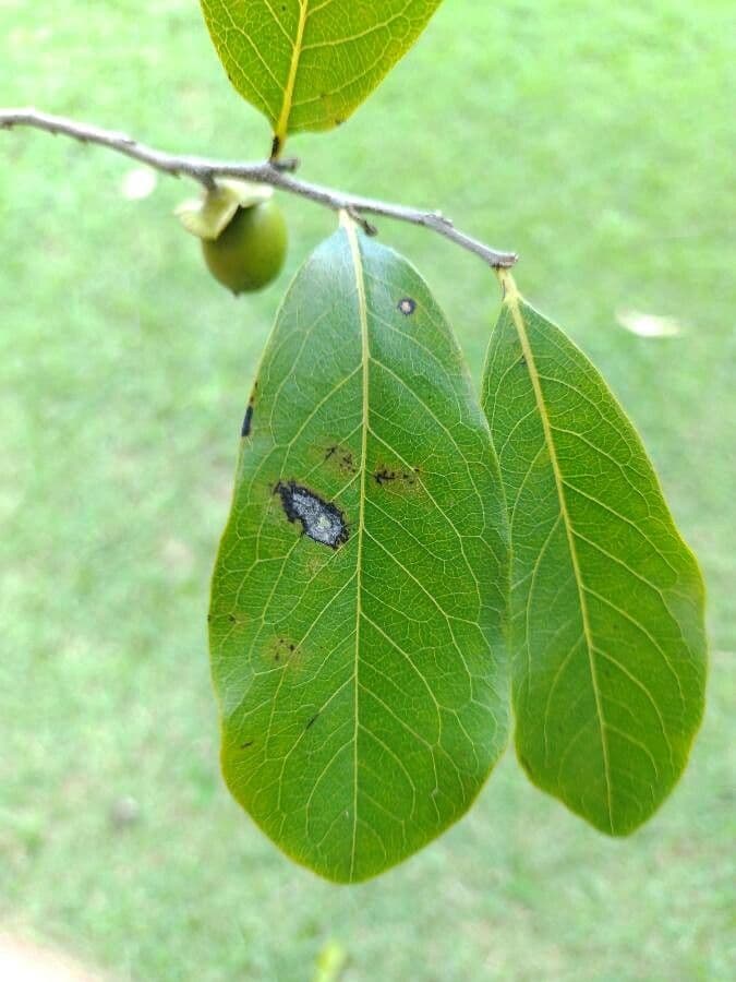 Diospyros 10
