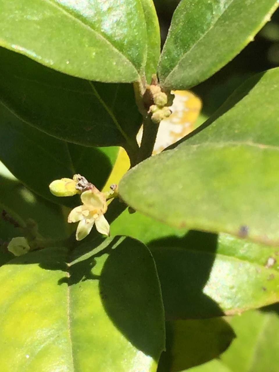 Stechpalmenblättriger Cassinopsis 6