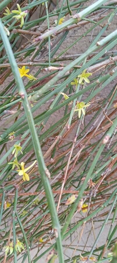 Winter-Jasmin 30