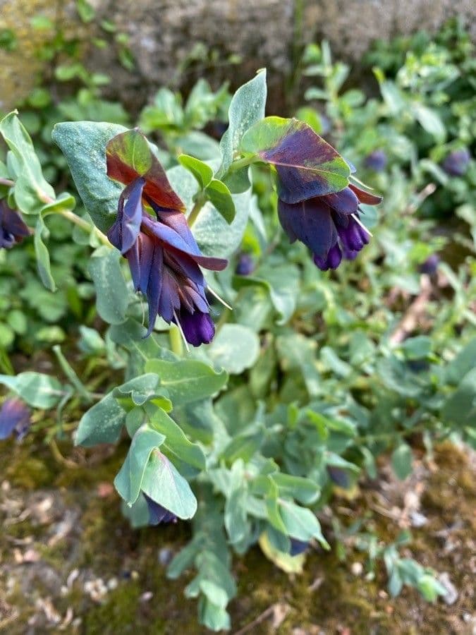 Cerinthe maggiore 8