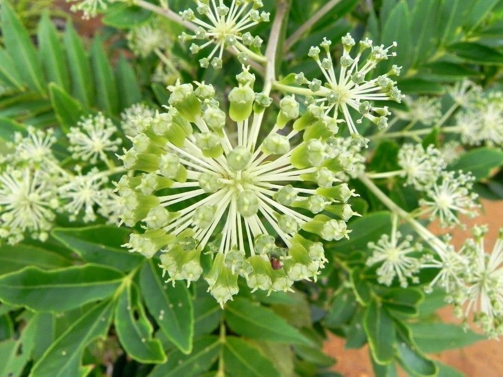 Myodocarpus 2